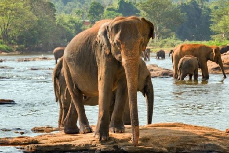 Sri lanka prowincja zachodnia (Kopiowanie)